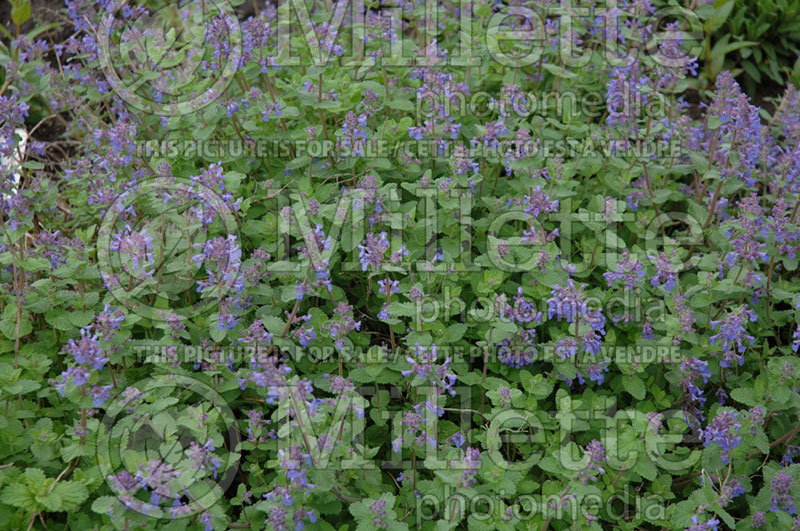 Nepeta Walker’s Low (Catmint) 9 