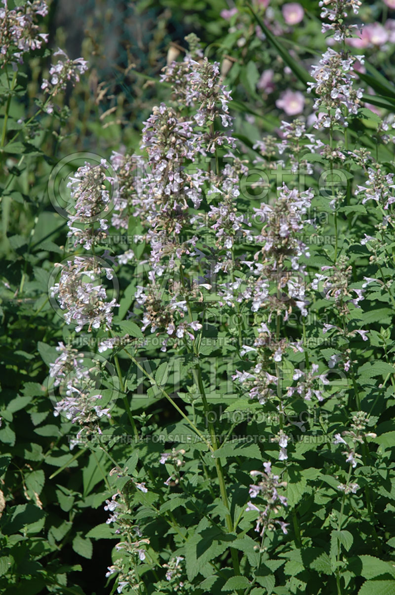 Nepeta Dawn to Dusk (Catmint) 1 