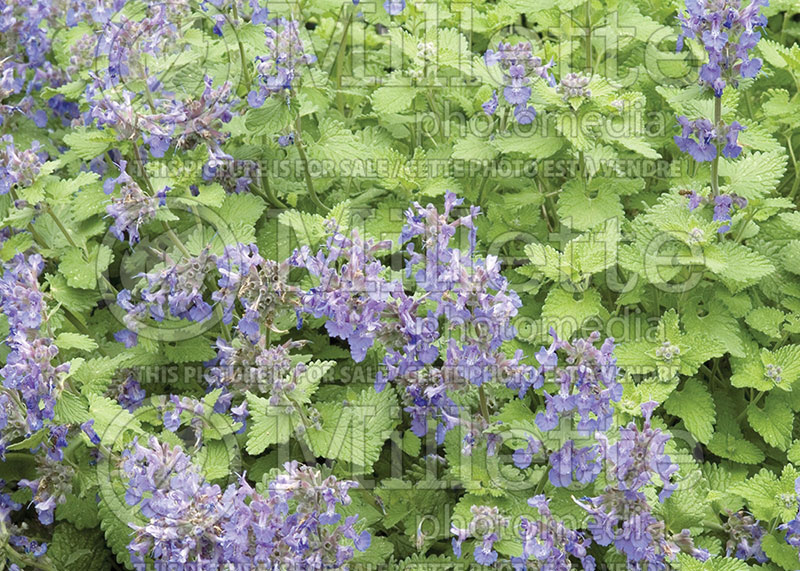 Nepeta Little Titch (Catmint) 1 