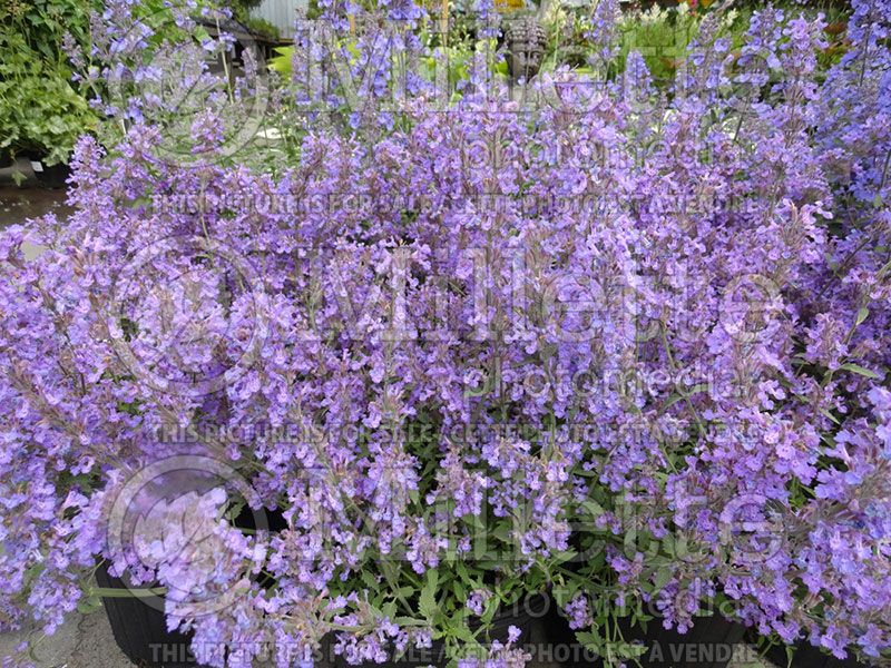 Nepeta Little Trudy ou Psfike (Catmint)  2