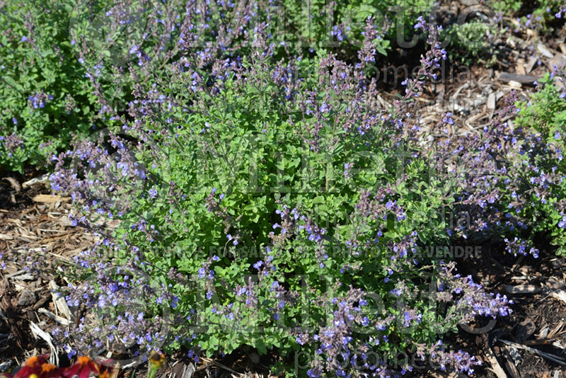 Nepeta Persian Blue (Catmint) 1 