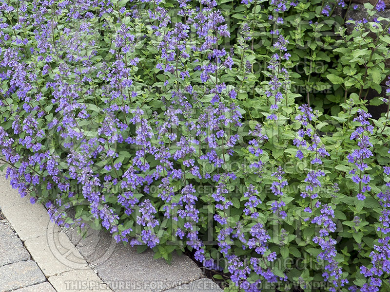 Nepeta Blue Wonder (Catmint) 3 