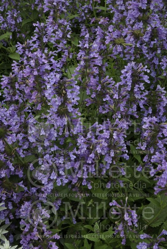 Nepeta Souvenir d'Andre Chaudron (Catmint) 2 