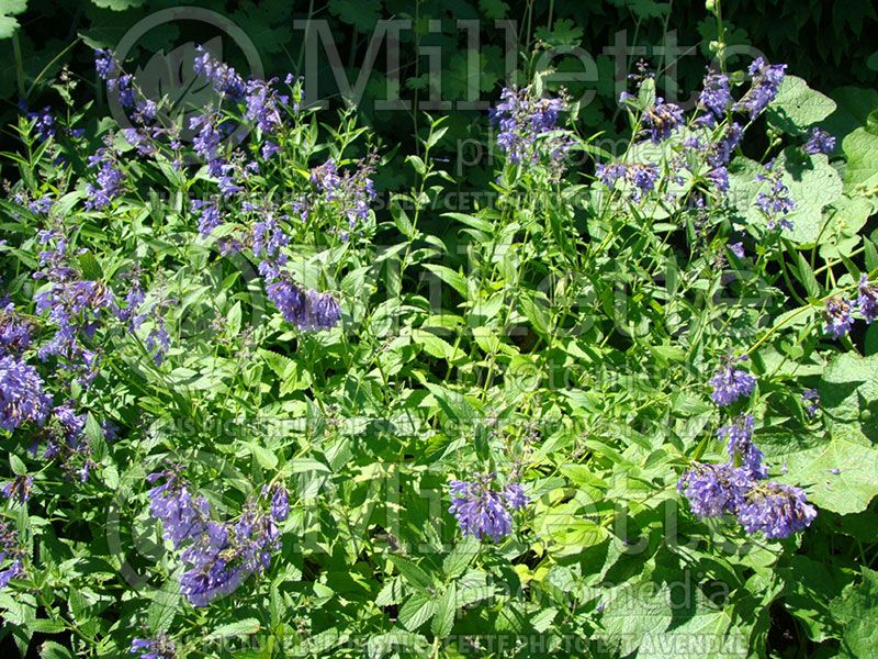 Nepeta yunnanensis (Catmint)  1