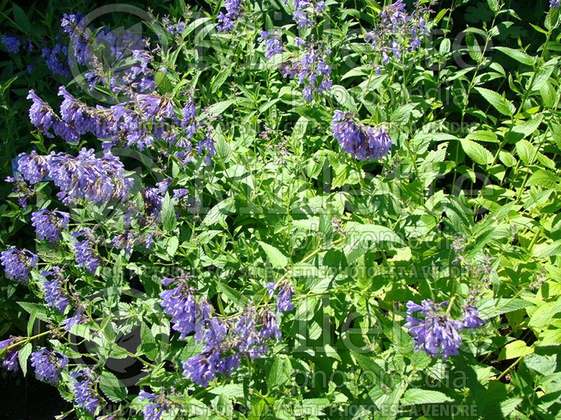 Nepeta yunnanensis (Catmint)  2