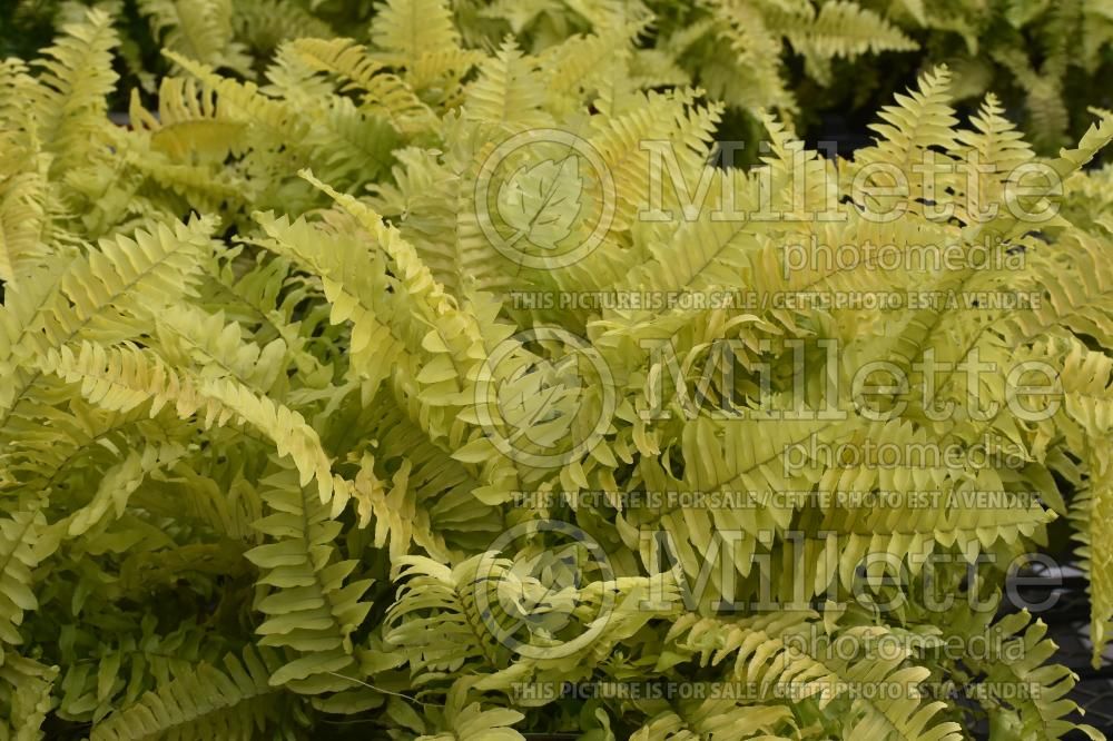 Nephrolepis Rita's Gold (Boston Fern) 7