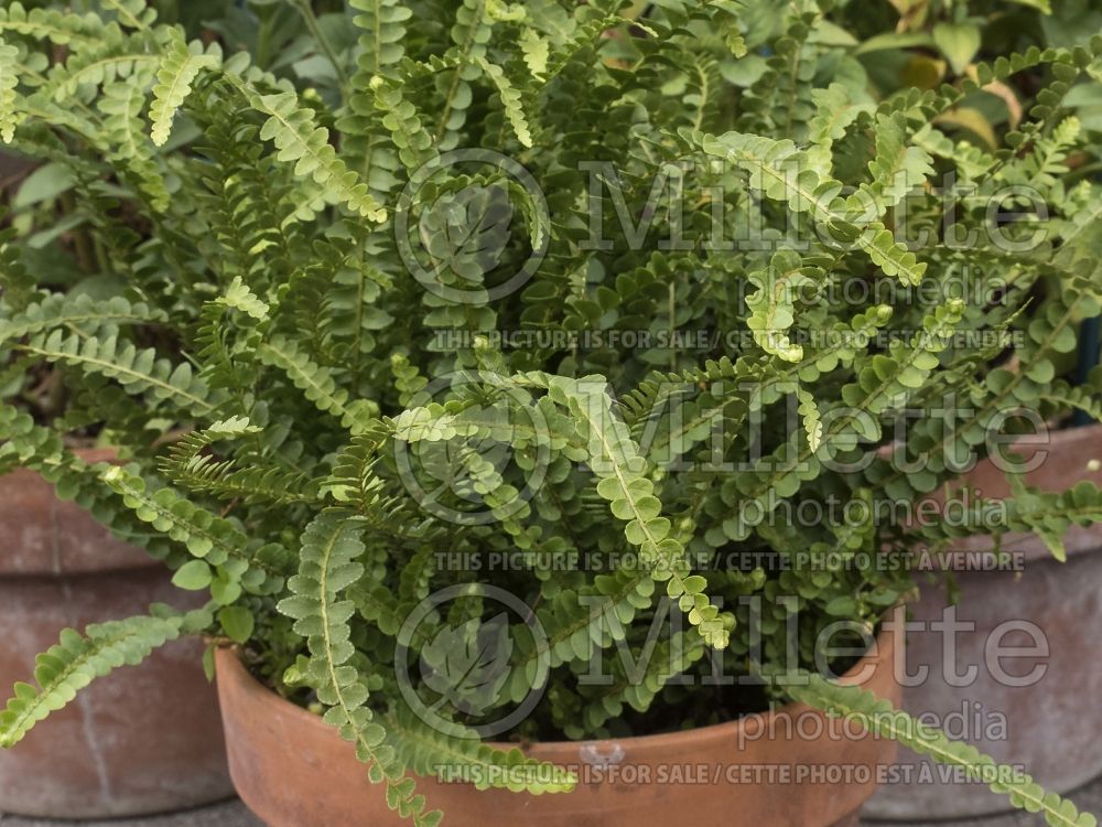 Nephrolepis Duffii (Lemon Button Fern, Giant Sword Fern) 2 