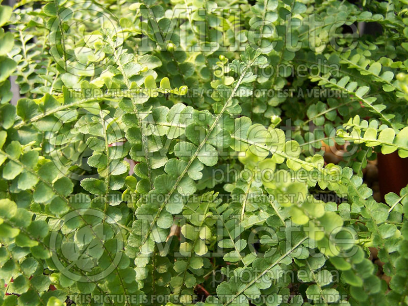 Nephrolepis Duffii (Lemon Button Fern, Giant Sword Fern) 1 