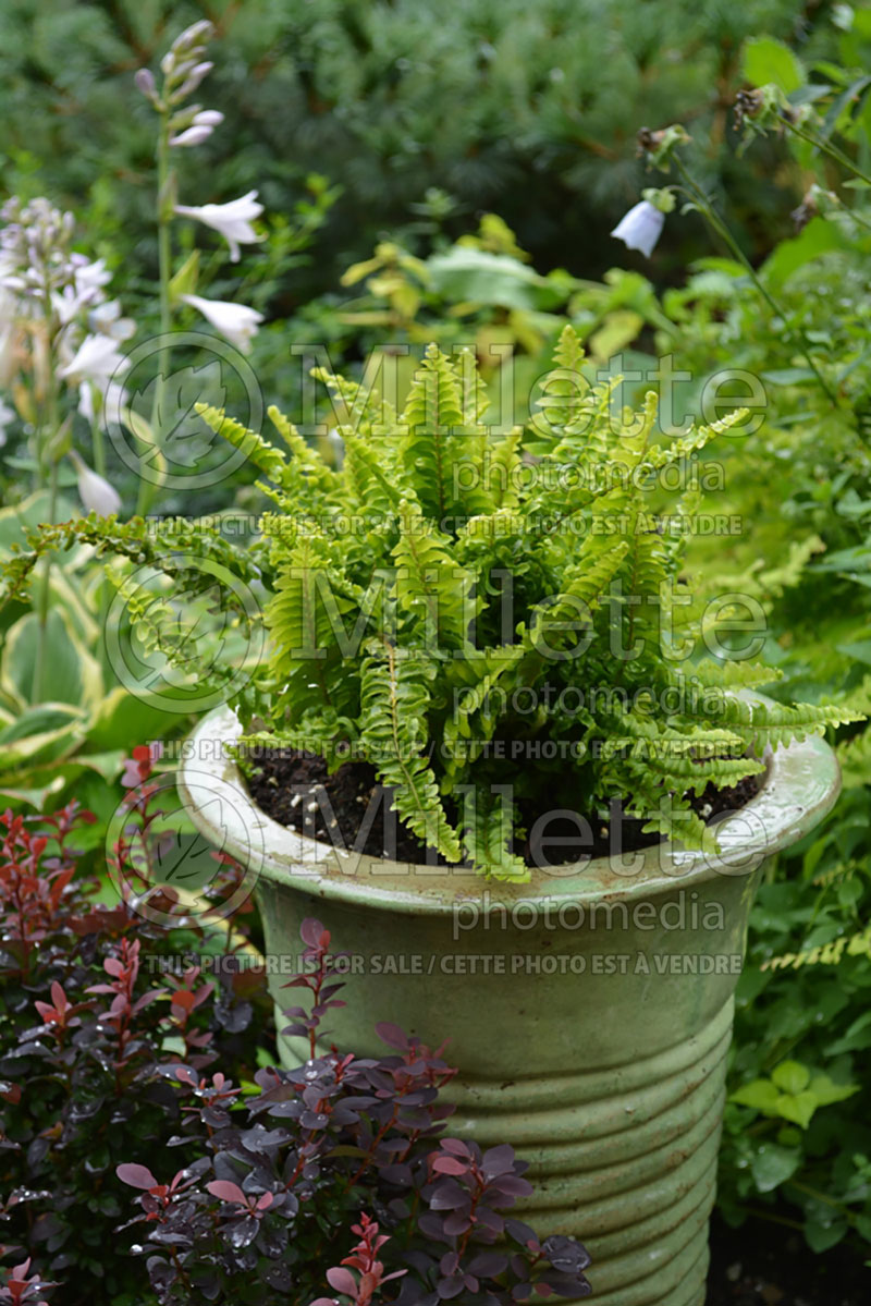 Nephrolepis Ariane (Sword Boston fern) 1