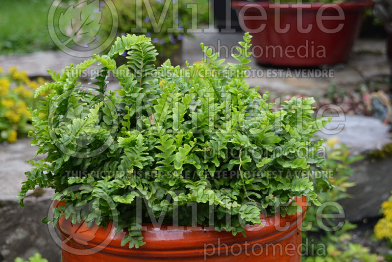 Nephrolepis Pom Pom (Sword Boston fern) 1