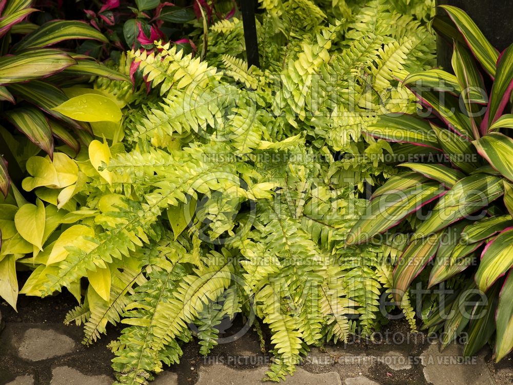 Nephrolepis Rita's Gold (Boston Fern) 5