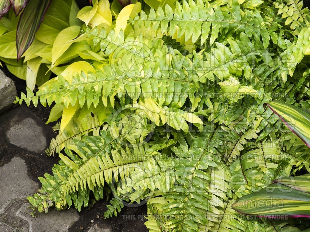 Nephrolepis Rita's Gold (Boston Fern) 6