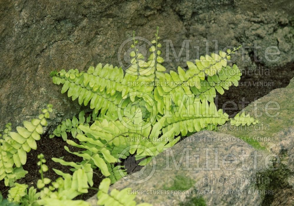 Nephrolepis Rita's Gold (Boston Fern) 1