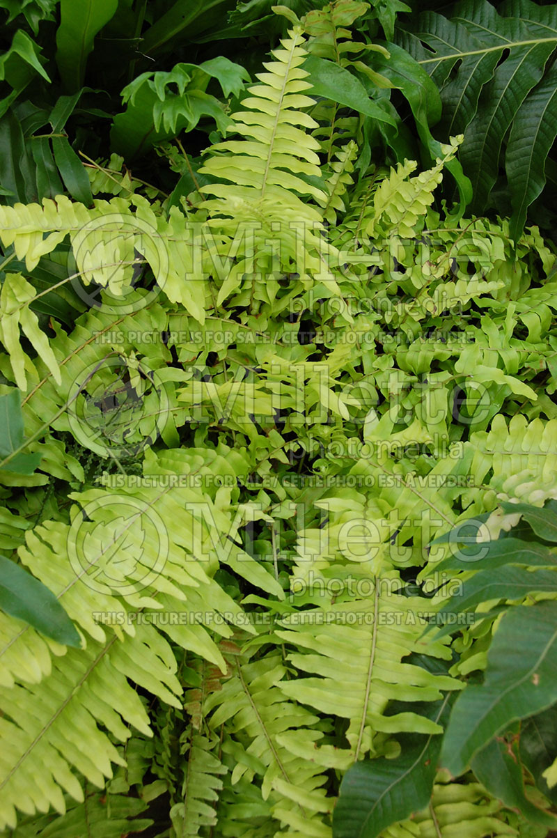 Nephrolepis Rita's Gold (Boston Fern) 2