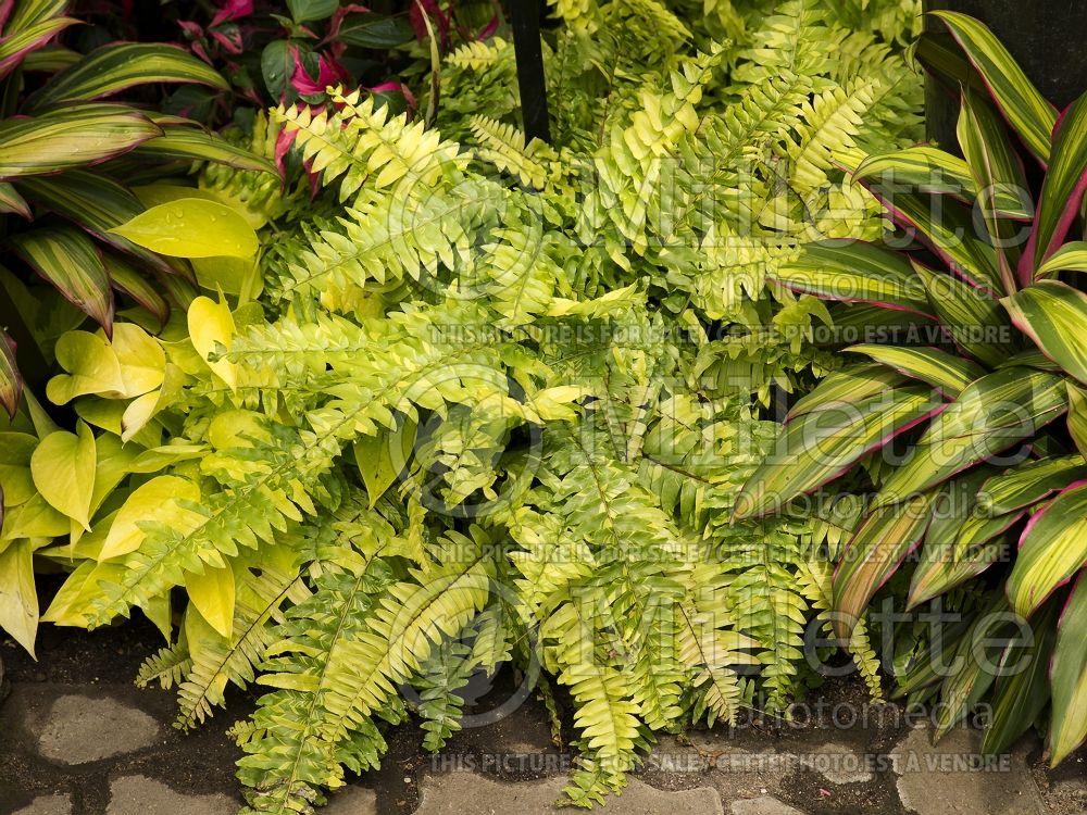 Nephrolepis Tiger Fern (Boston Fern) 1