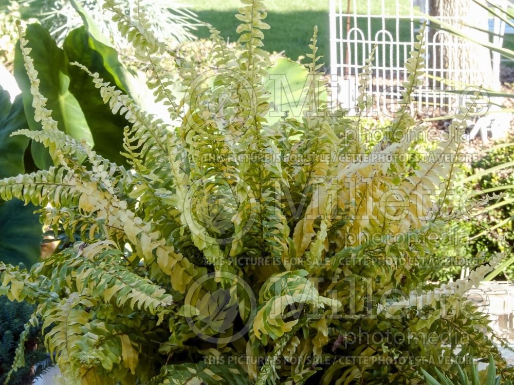 Nephrolepis Tiger Fern (Boston Fern) 3