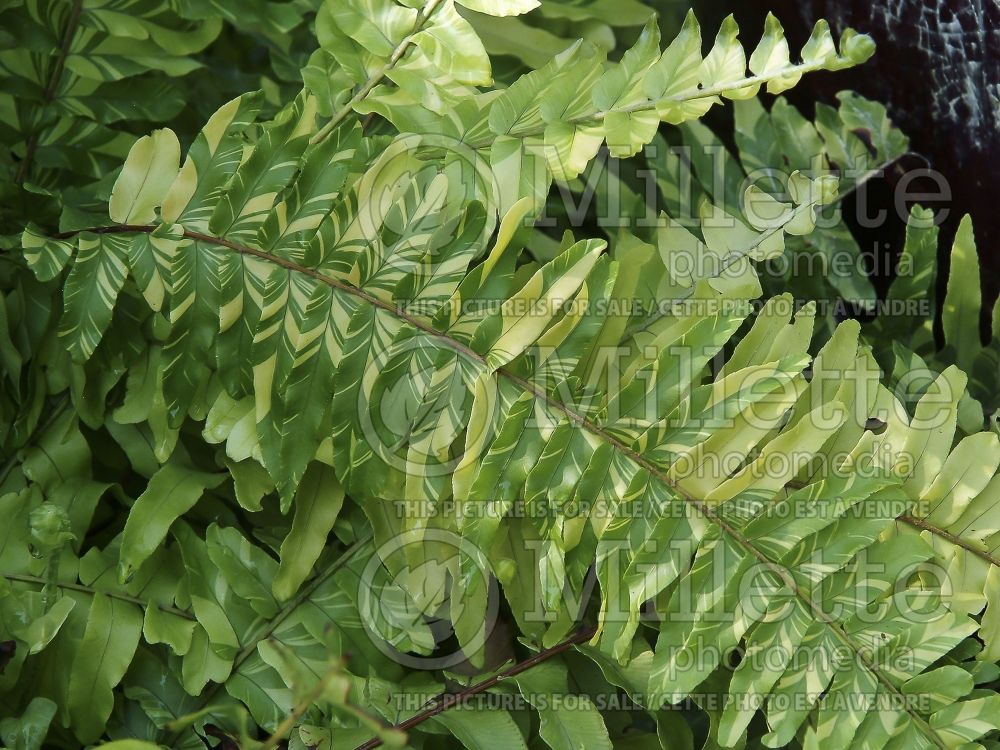 Nephrolepis Tiger Fern (Boston Fern) 5