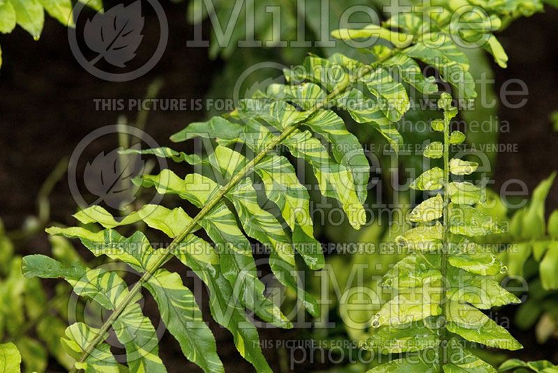 Nephrolepis Variegata (Variegated Boston Fern) 1