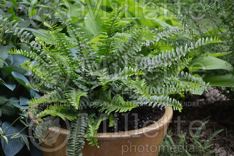 Nephrolepis Emerald Queen (Sword fern) 2