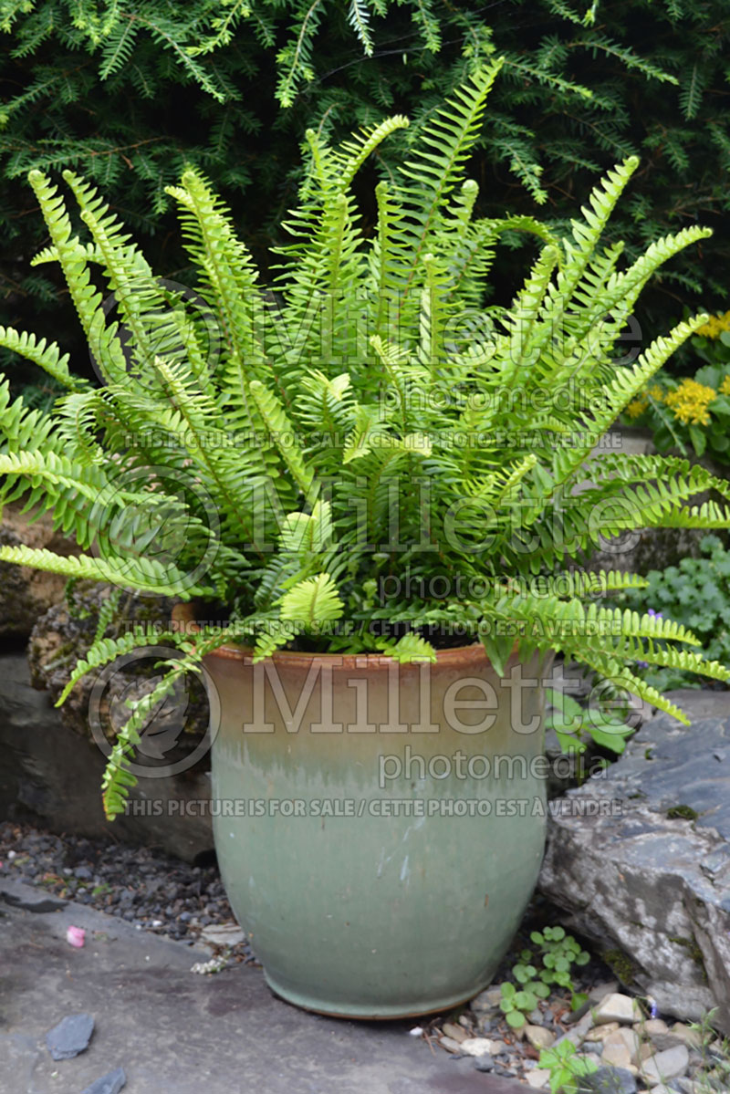 Nephrolepis Emerald Queen (Sword fern) 1