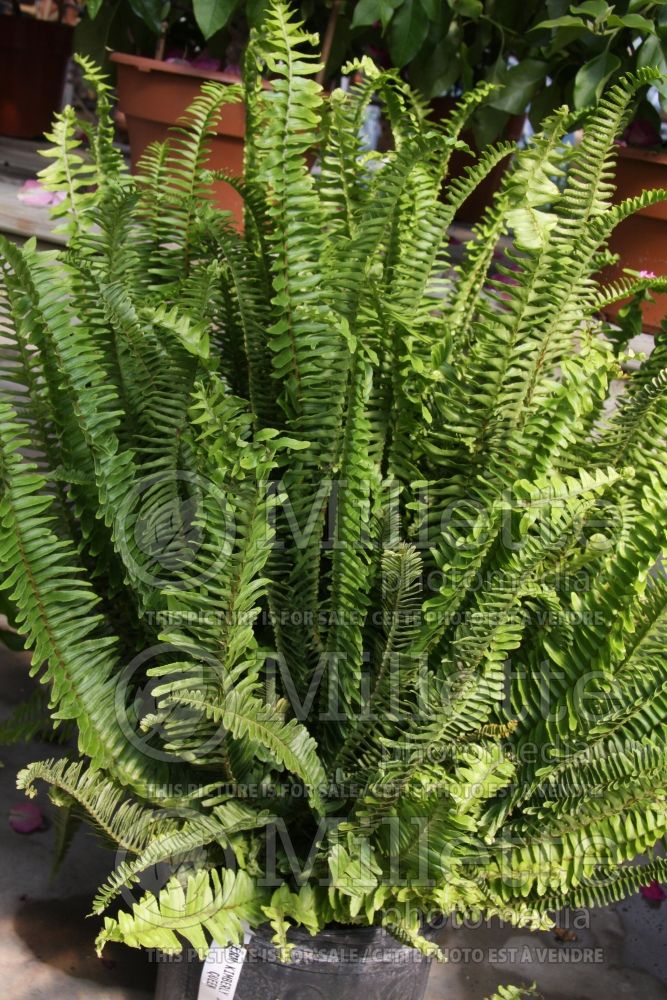 Nephrolepis Kimberly Queen (Kimberly fern, sword fern) 1 