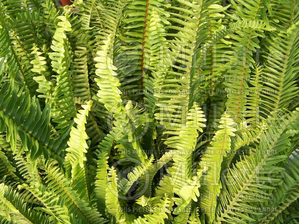 Nephrolepis Kimberly Queen (Kimberly fern, sword fern) 2 