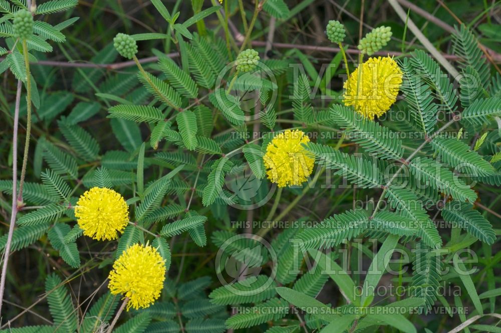 Neptunia lutea (yellow-puff) 1