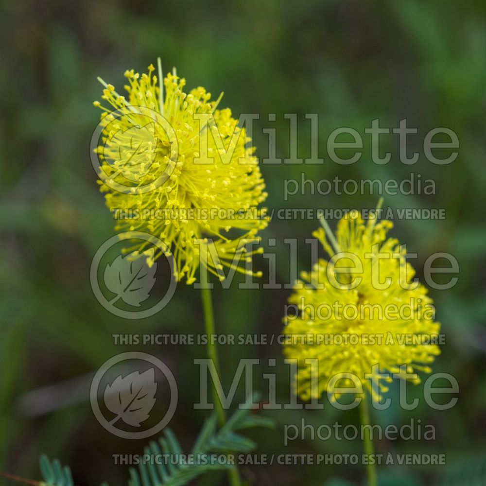 Neptunia lutea (yellow-puff) 3