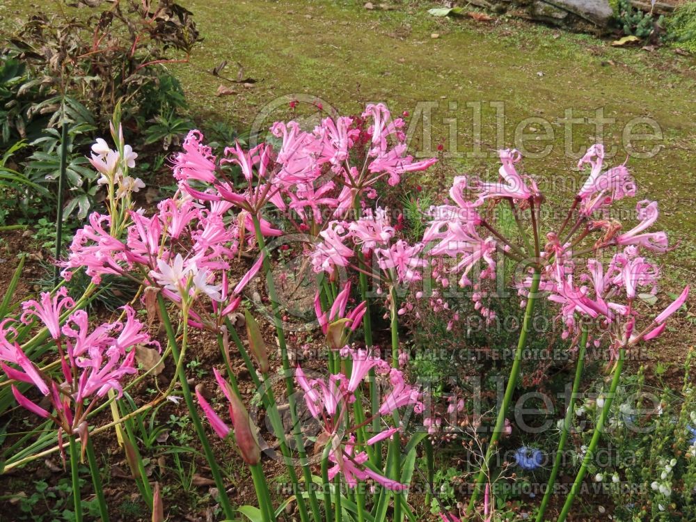 Nerine bowdenii (Cornish lily) 5