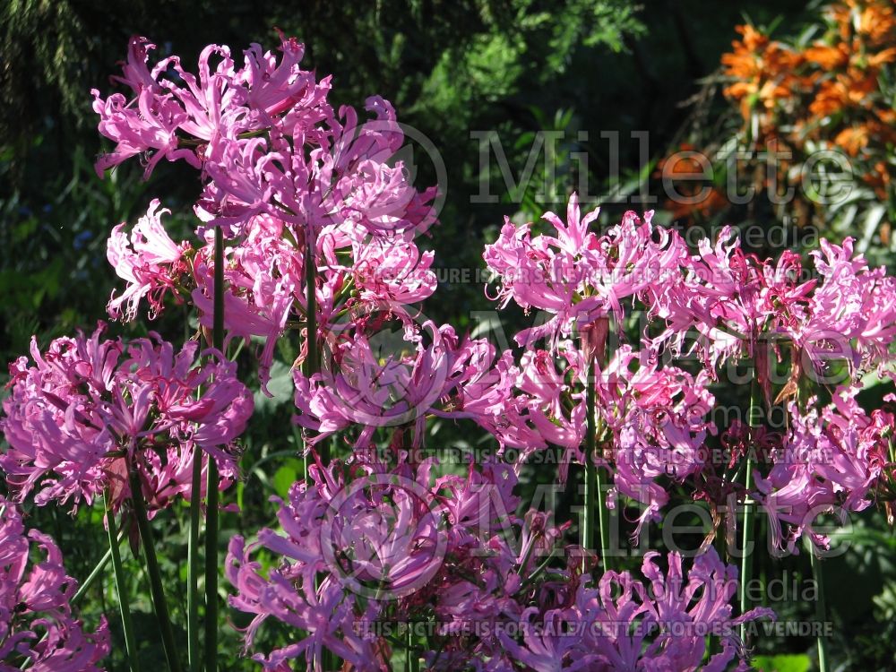 Nerine bowdenii (Cornish lily) 7