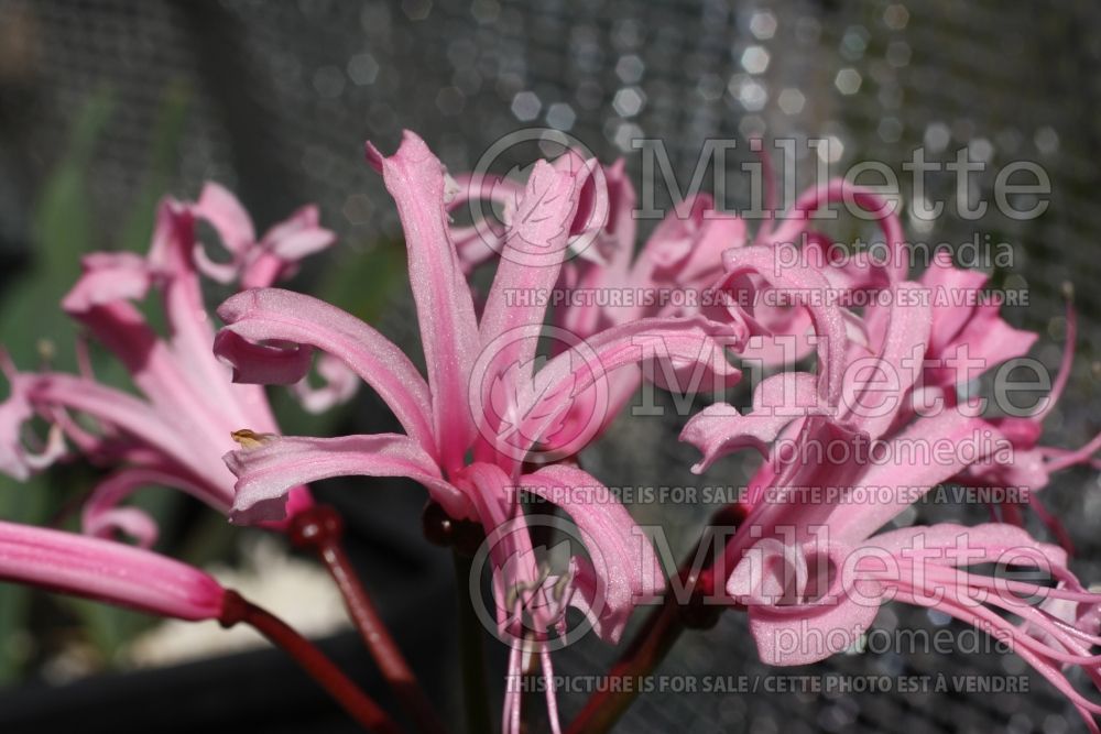 Nerine bowdenii (Cornish lily) 8