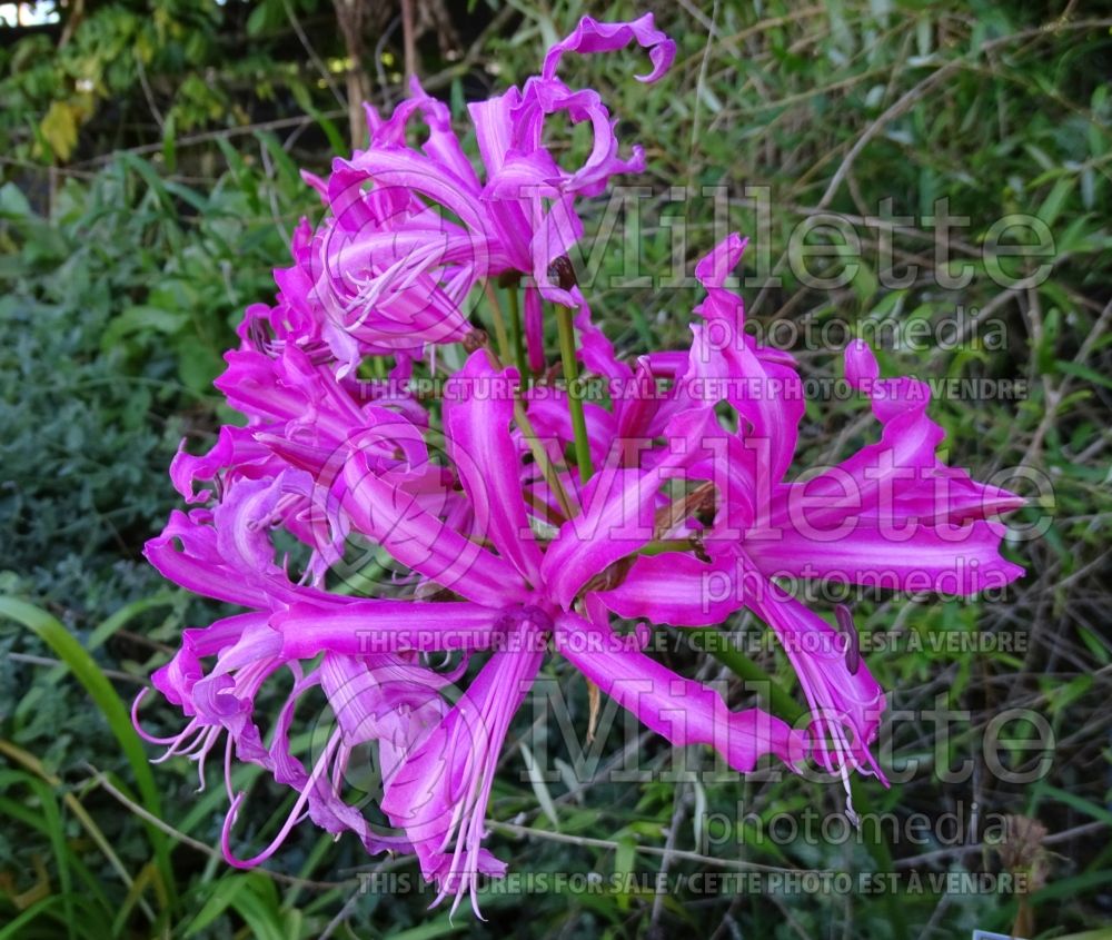 Nerine bowdenii (Cornish lily) 6