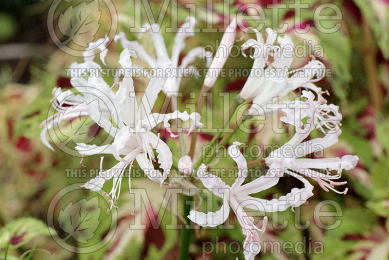 Nerine Alba (Spider Lily) 1 