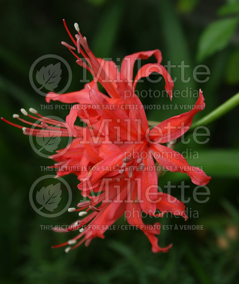 Nerine Mrs. Cooper (Spider Lily) 1 