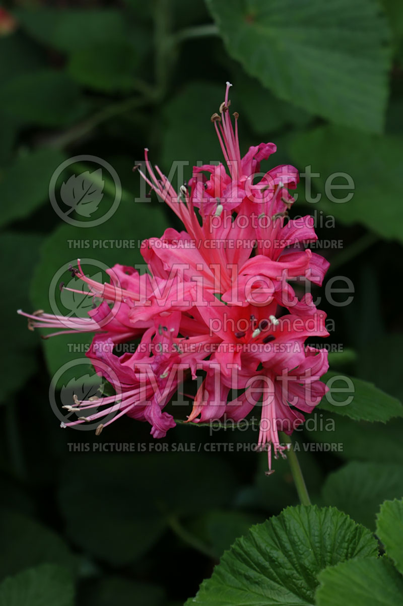 Nerine Mrs. Dent Brokenhurst (Spider Lily) 1 