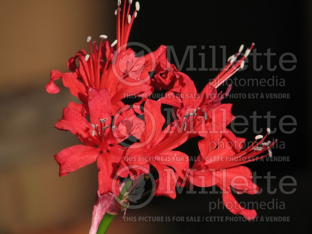 Nerine Rufus Red (Spider Lily) 1 