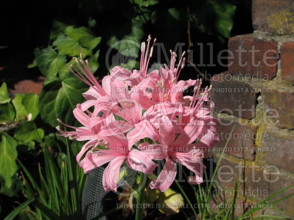 Nerine Candy Floss (Spider Lily) 1 