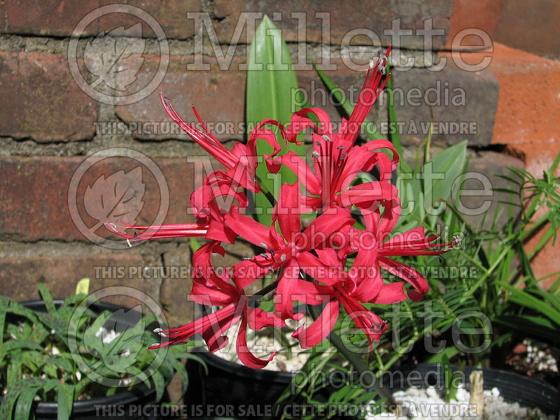 Nerine Old Rose (Spider Lily) 1 