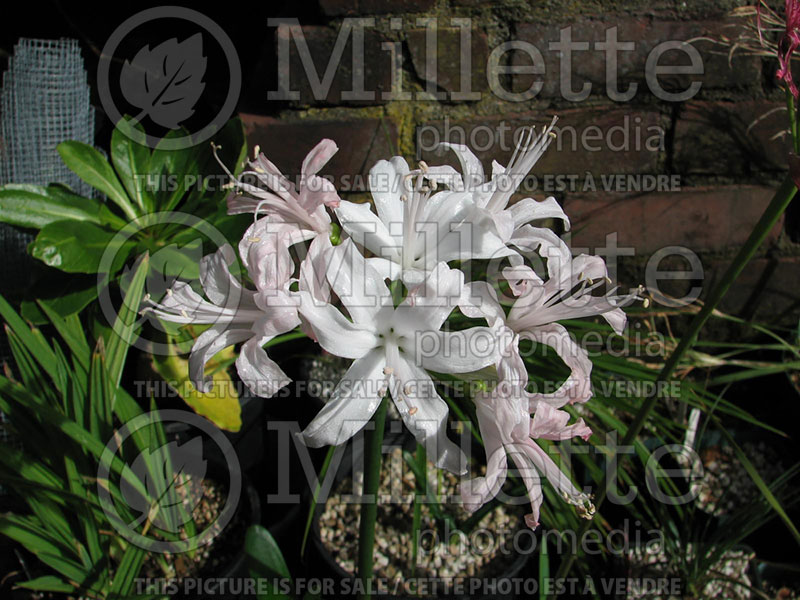 Nerine Snow Queen (Spider Lily) 2 