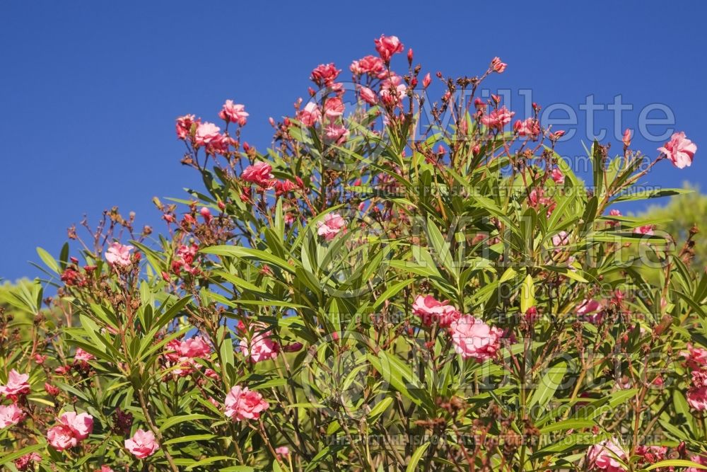 Nerium oleander (Rose Bay) 5 