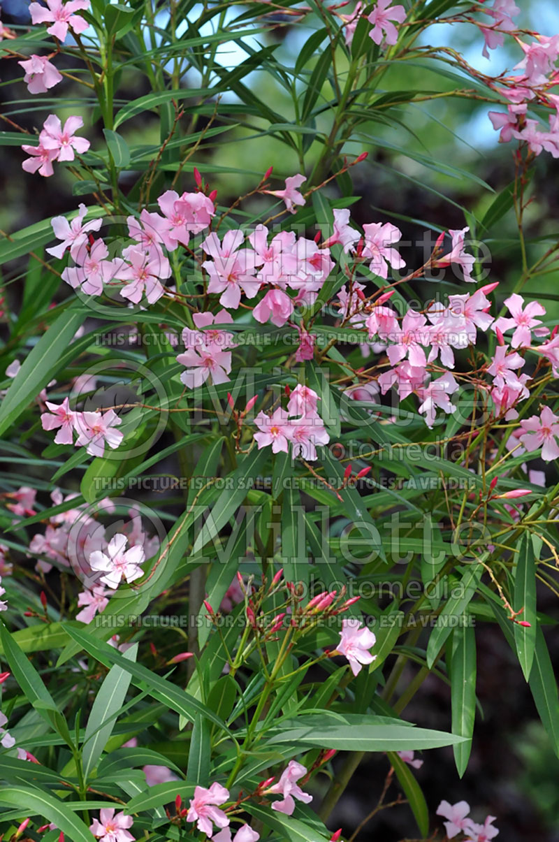 Nerium oleander (Rose Bay) 1 