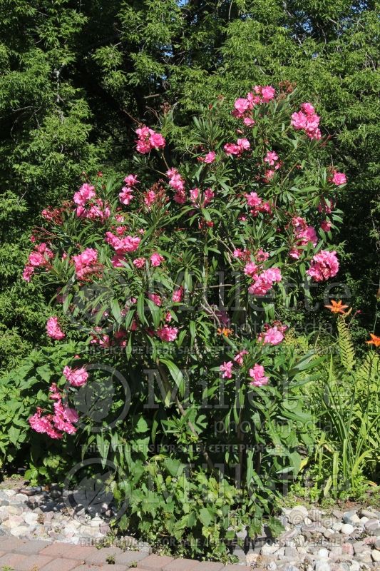 Nerium oleander (Rose Bay) 2 