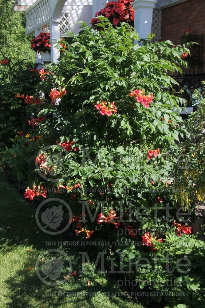 Nerium oleander (Rose Bay) 3 