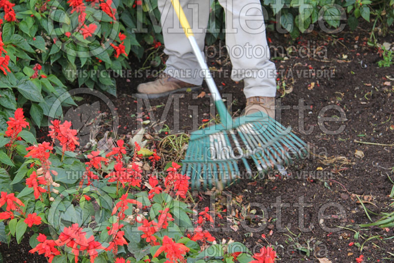 Cleaning the flower beds with a leaf raker - garden works 1 