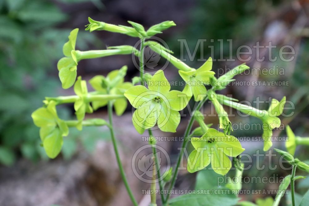 Nicotiana Lime Green (Tobacco Plant) 1 