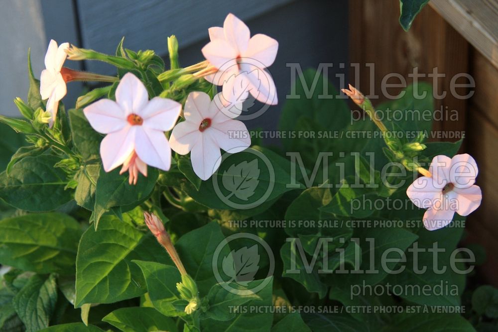 Nicotiana Domino Salmon Pink (Tobacco Plant) 1 