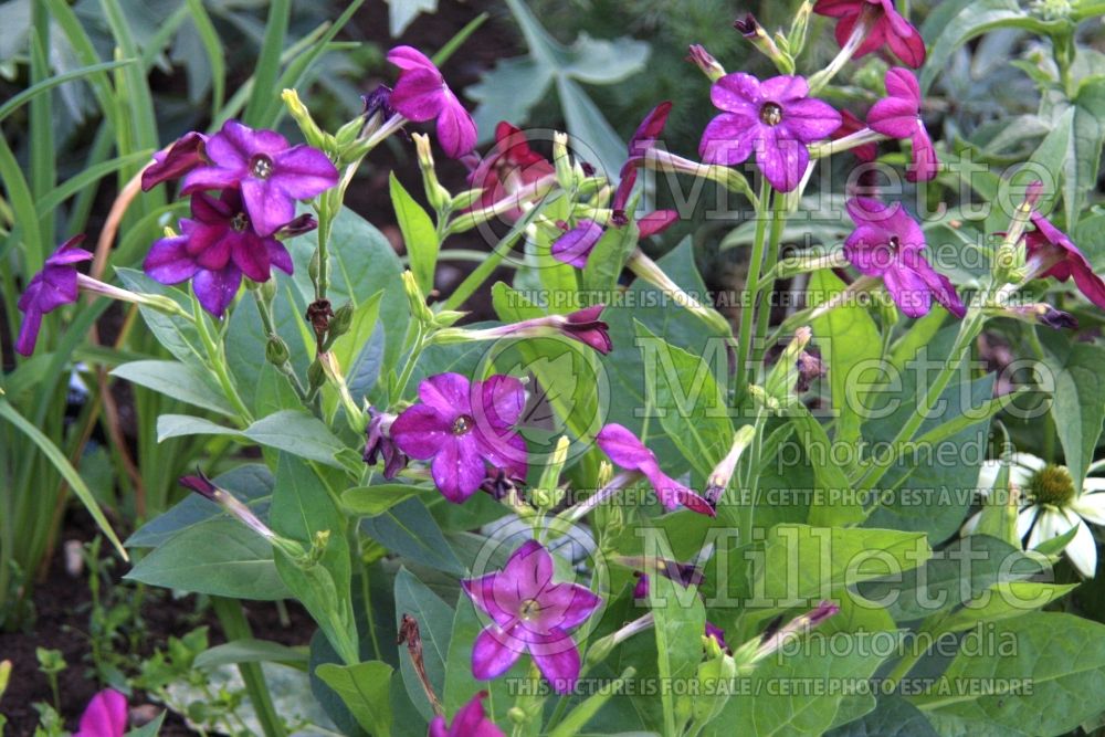 Nicotiana Perfume Deep Purple (Tobacco Plant) 2 