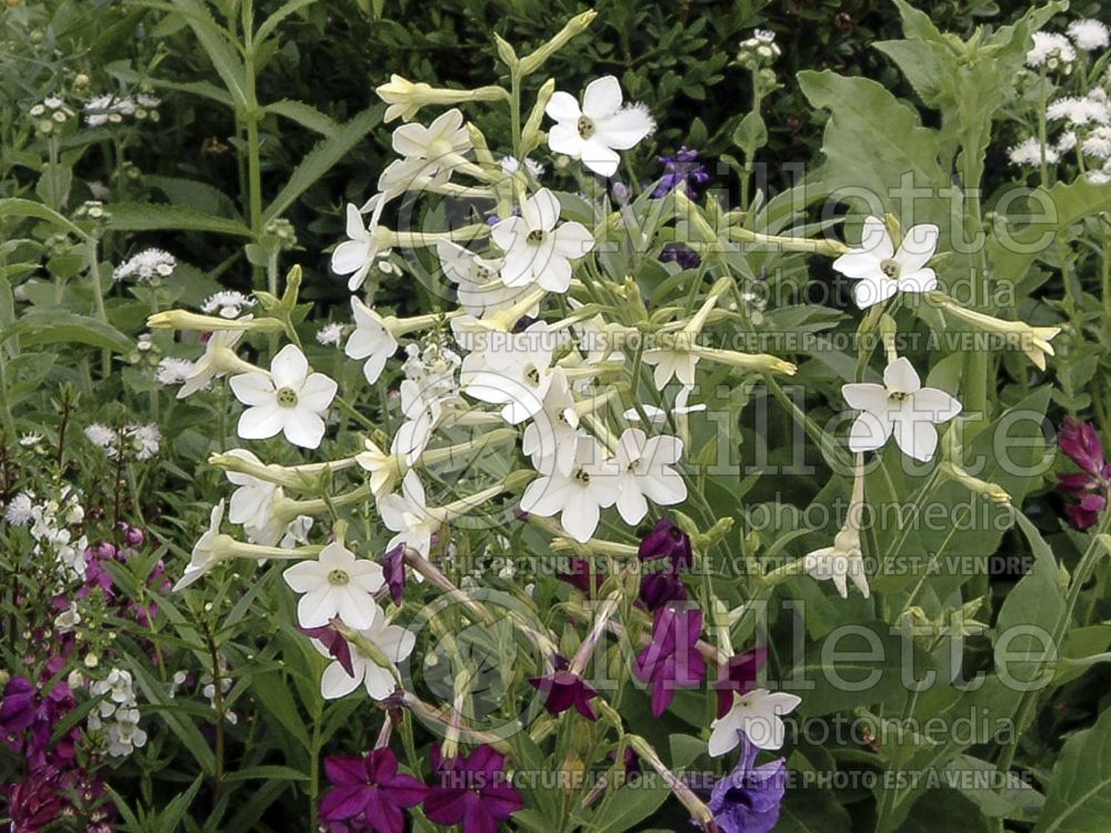 Nicotiana Dwarf White Border (Tobacco Plant) 1 