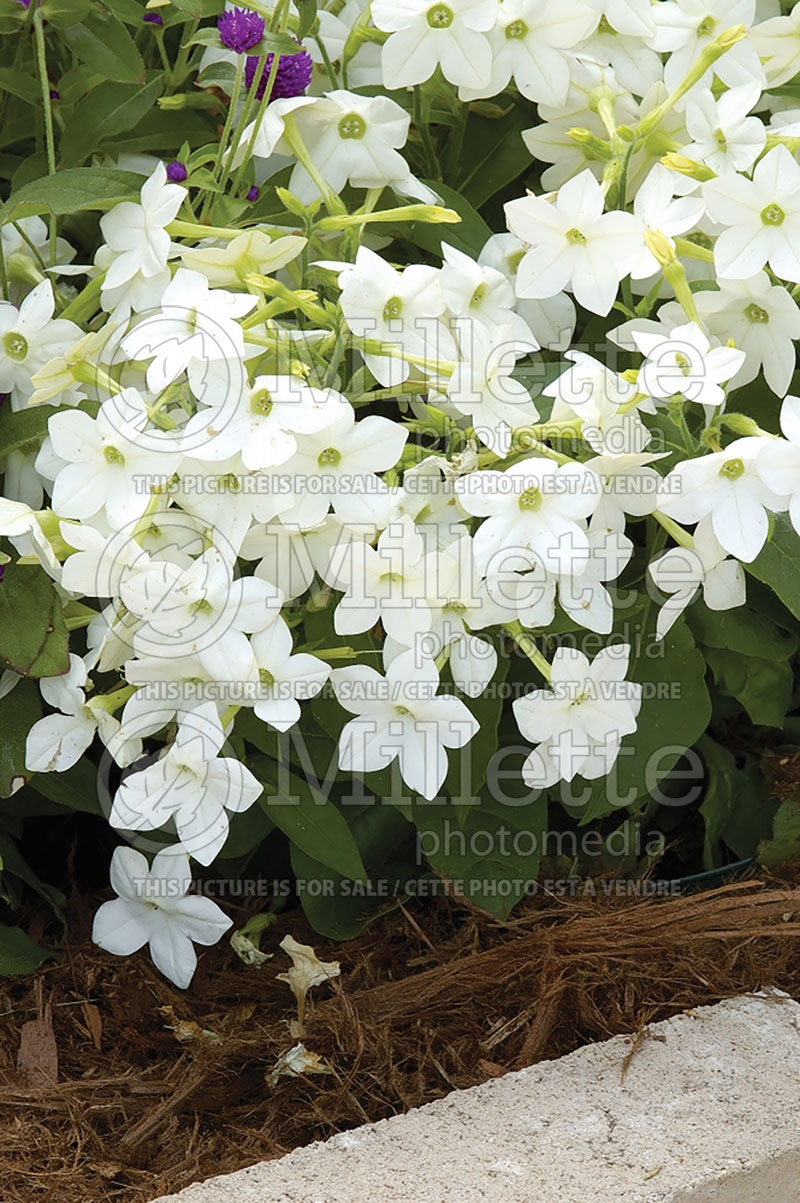 Nicotiana Havana White (Tobacco Plant) 1 