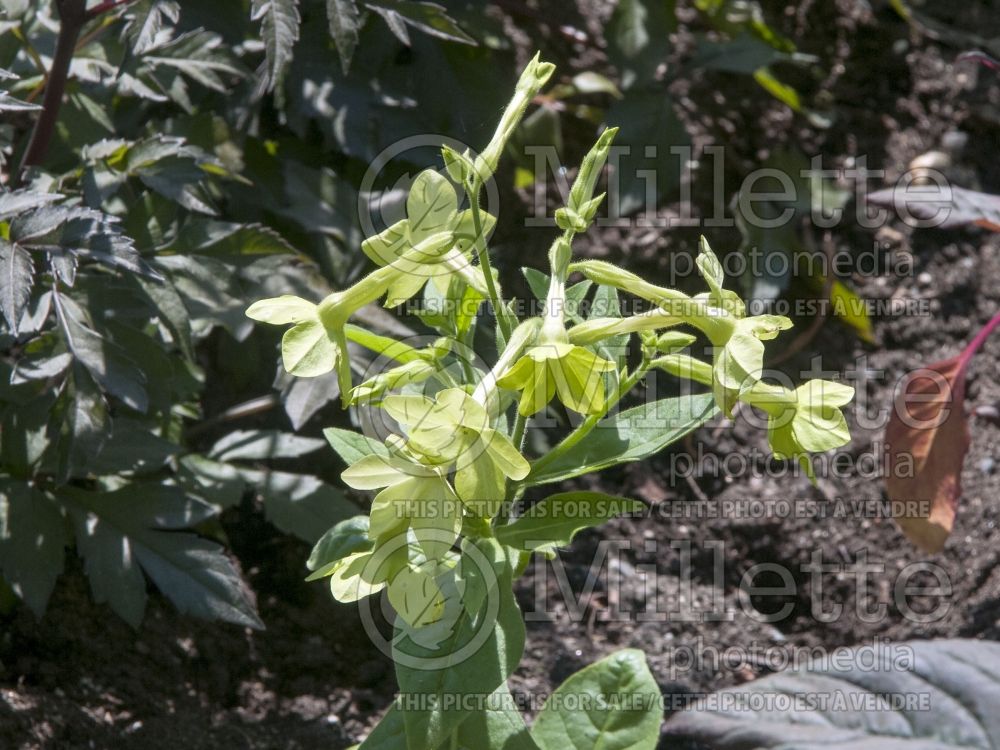 Nicotiana Lemon Tree (Tobacco Plant) 2 